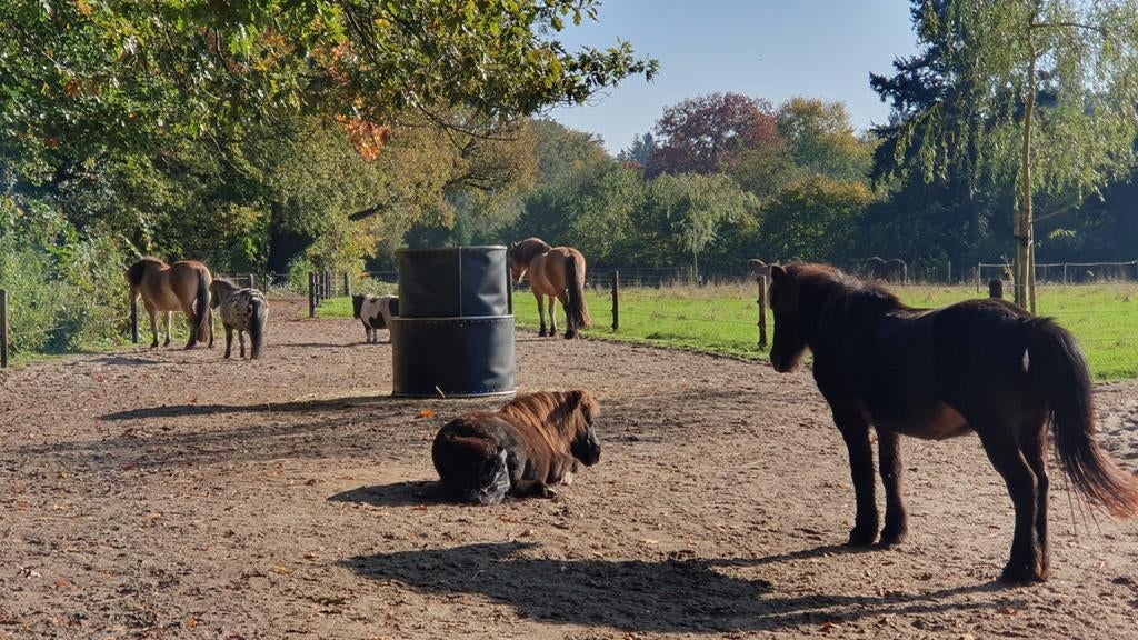 Paddock Paradise in Wageningen, Dieren en Toebehoren