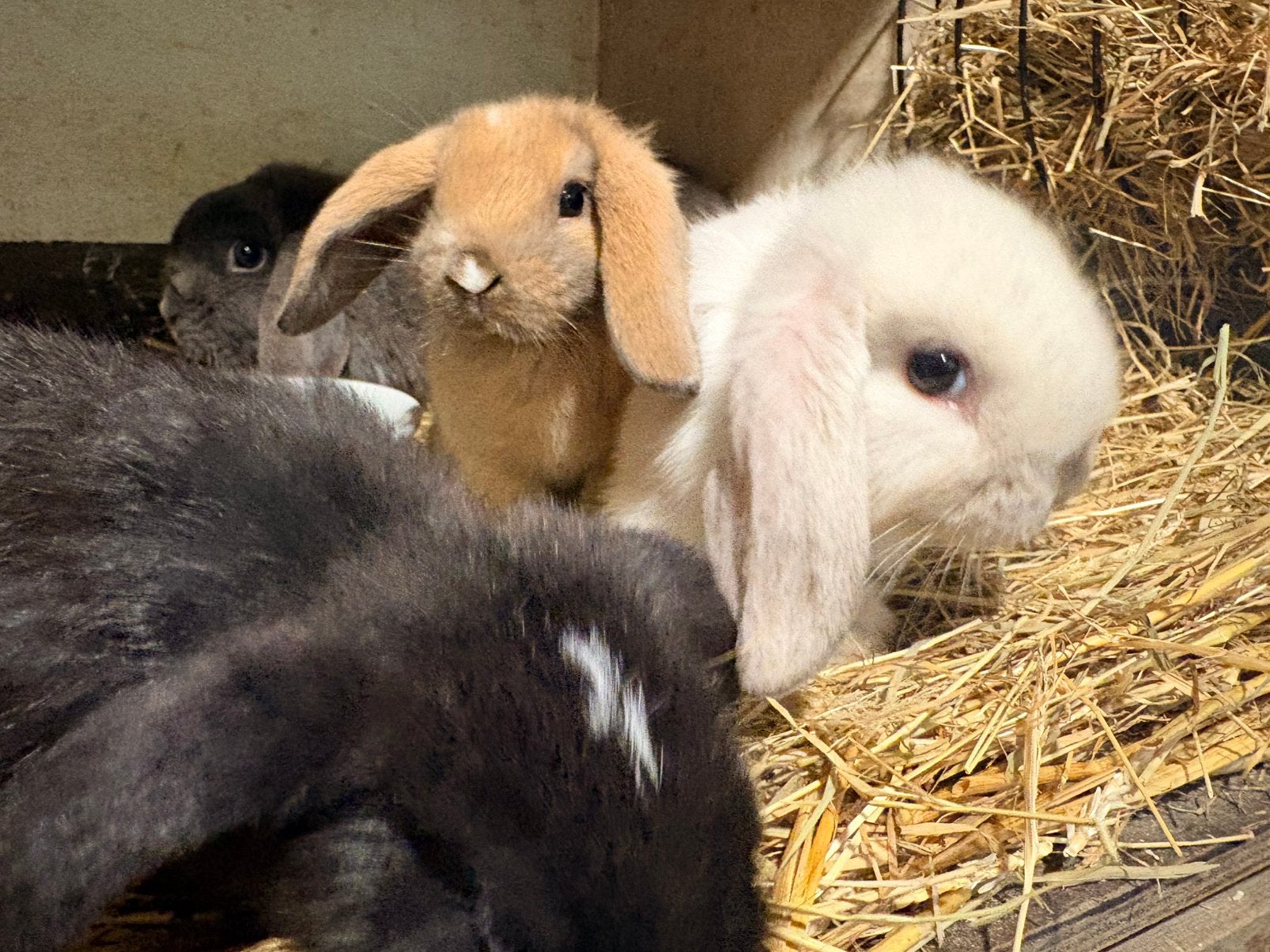 Jonge hangoordwergjes, Dieren en Toebehoren, Konijnen, Dwerg, Meerdere dieren