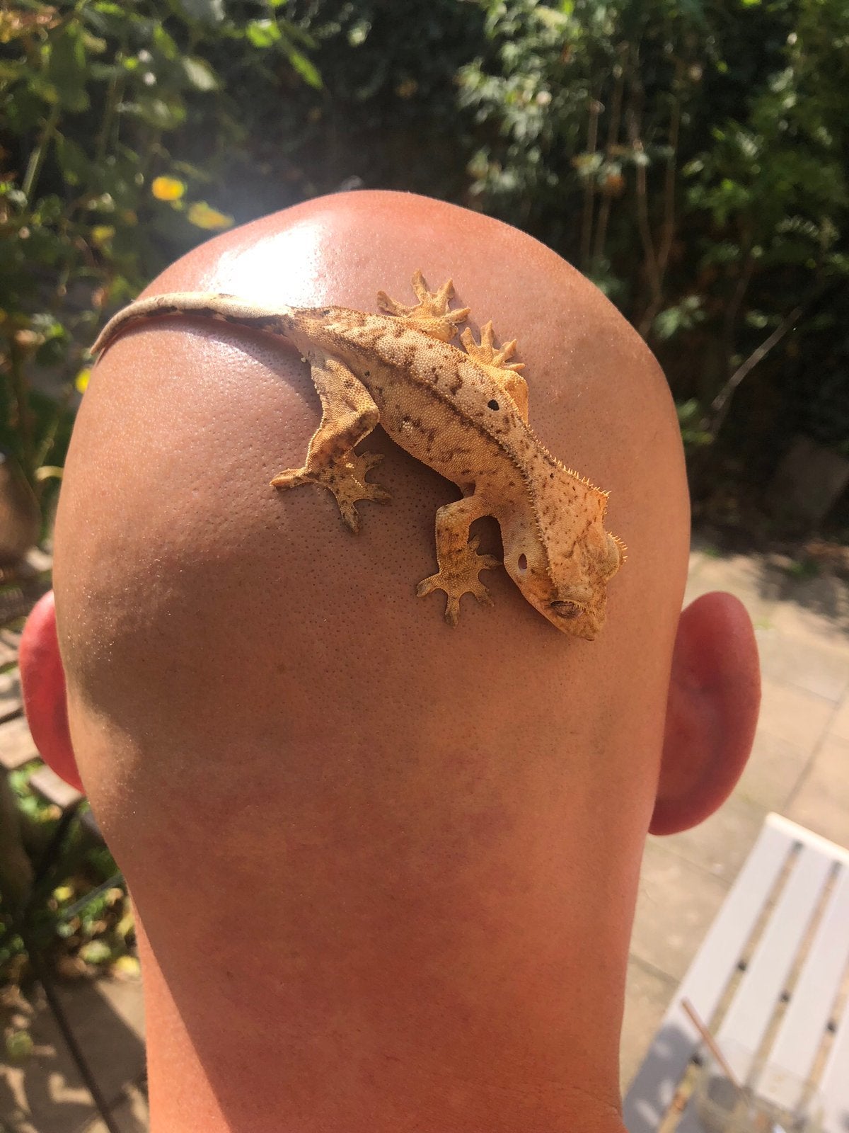 Wimpergekko man 2 jaar oud, Hagedis, Tam, 0 tot 2 jaar