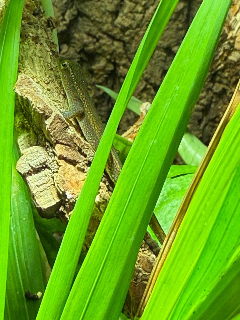 Lygodactylus conraui met terrarium, Ophalen, Nieuw