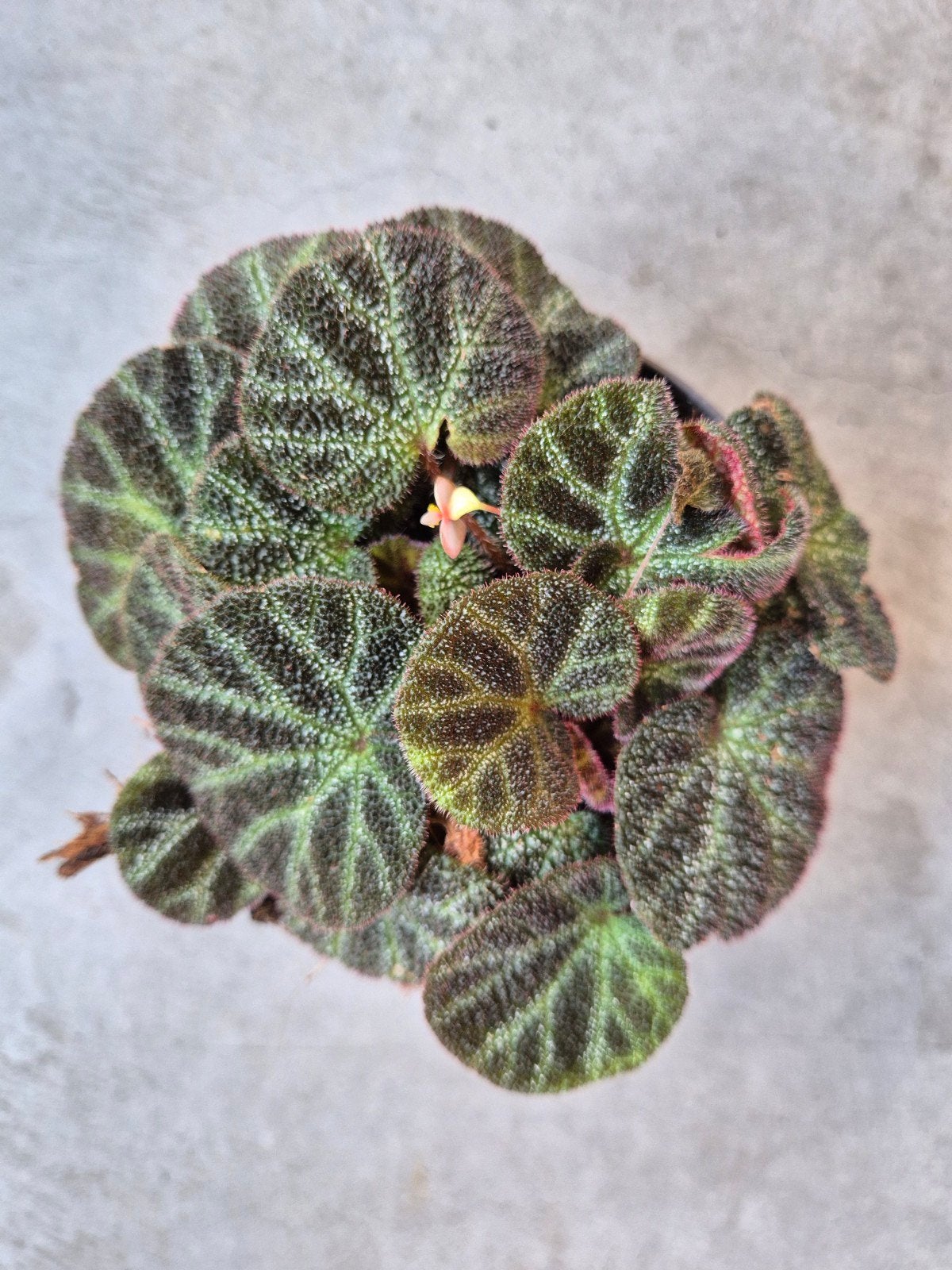 Begonia Ningimensis Var Bella p12,