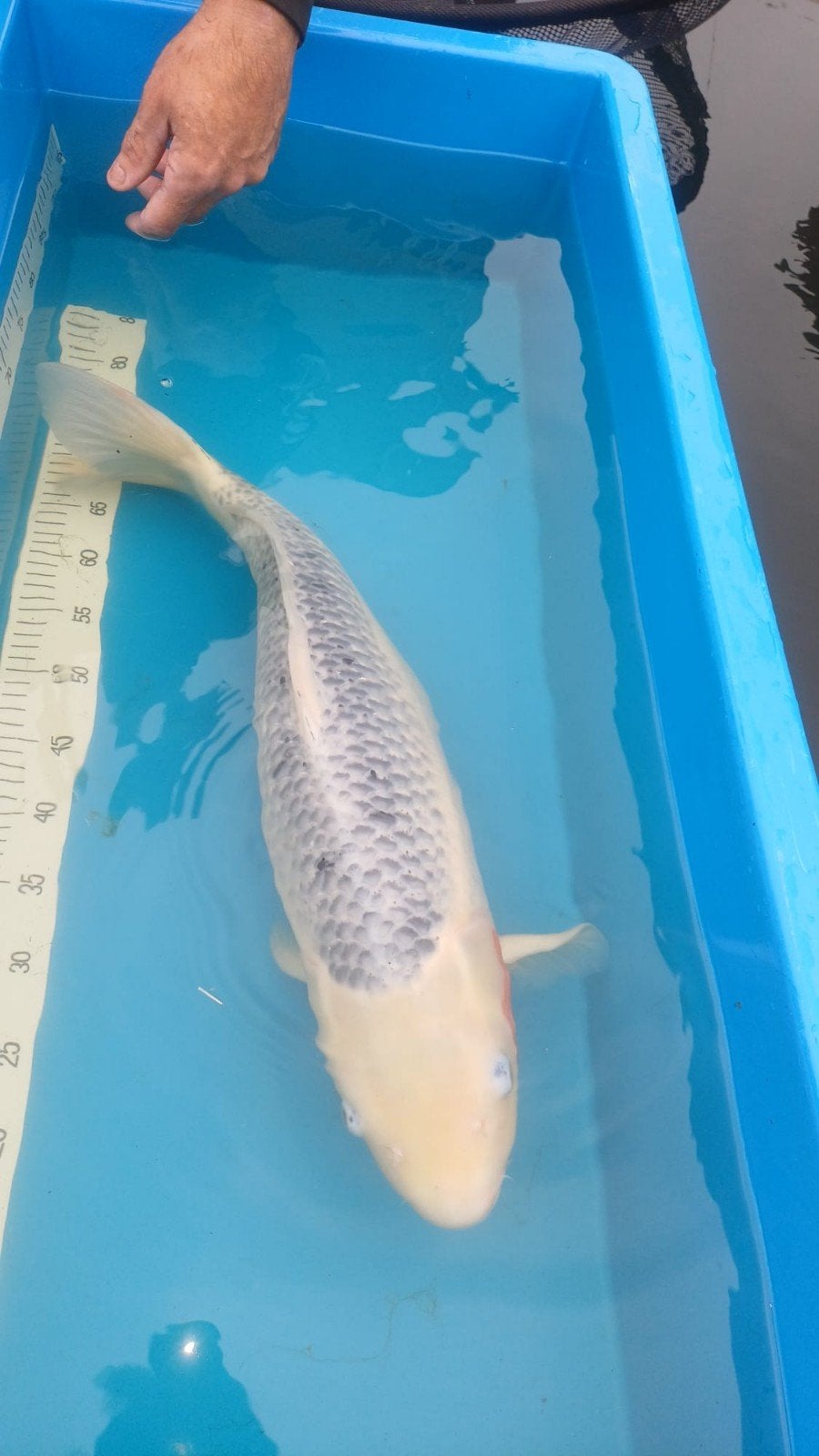 Koi Asagi, Dieren en Toebehoren, Vissen | Vijvervissen, Karper of Koi