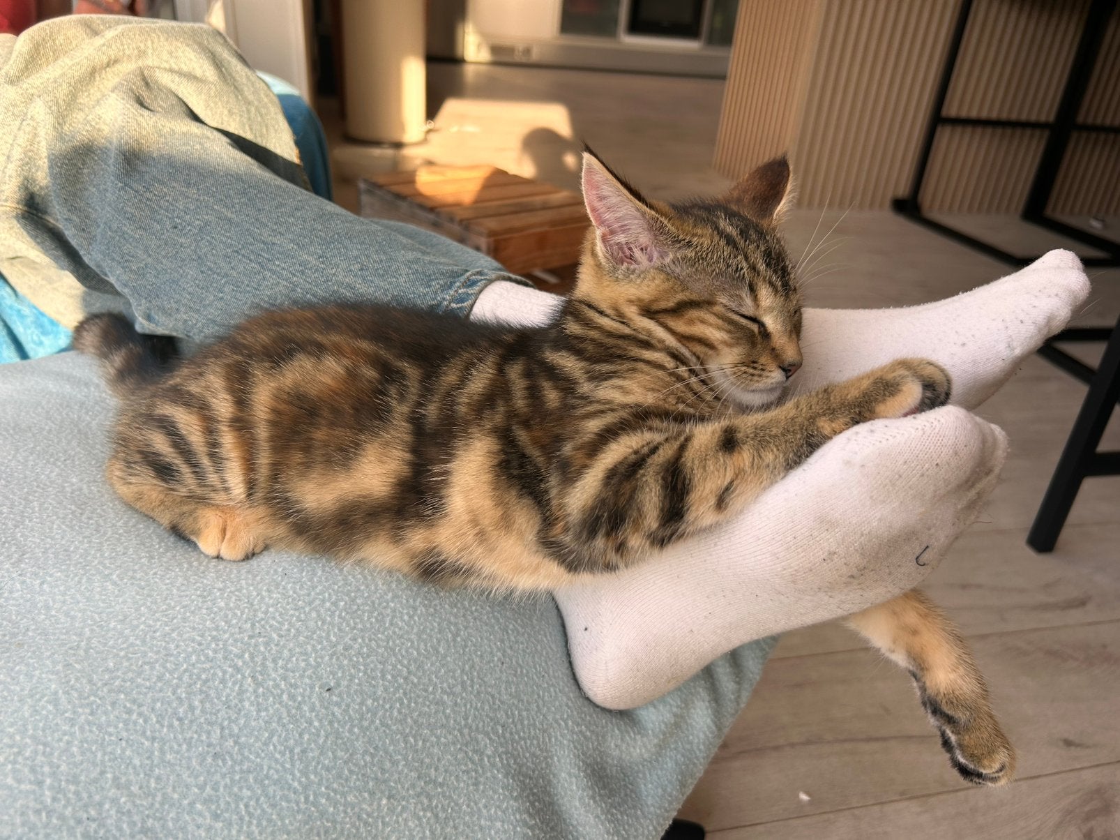 Kitten zoekt een warm thuis (1/2) Maine Coon), Poes, 0 tot 2 jaar