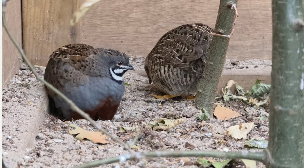 Chinese dwergkwartels (Natuurkleur), Meerdere dieren, Overige soorten