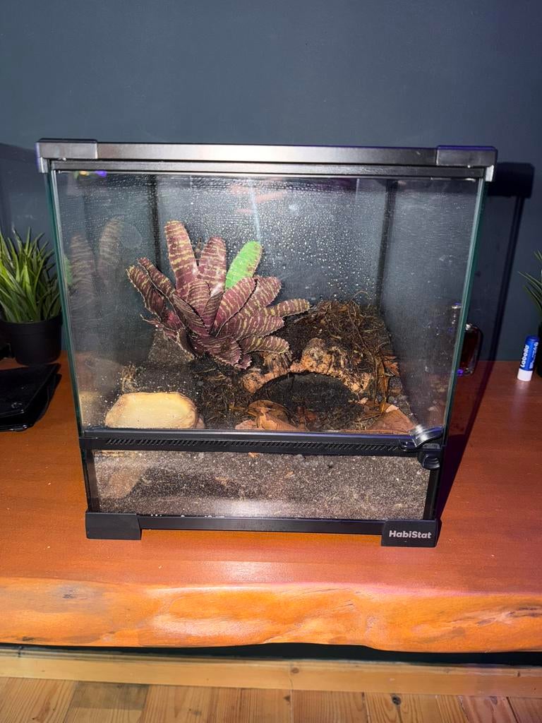 Mexicaanse Roodknie Vogelspin Met Terrarium, Dieren en Toebehoren, Ophalen, Zo goed als nieuw