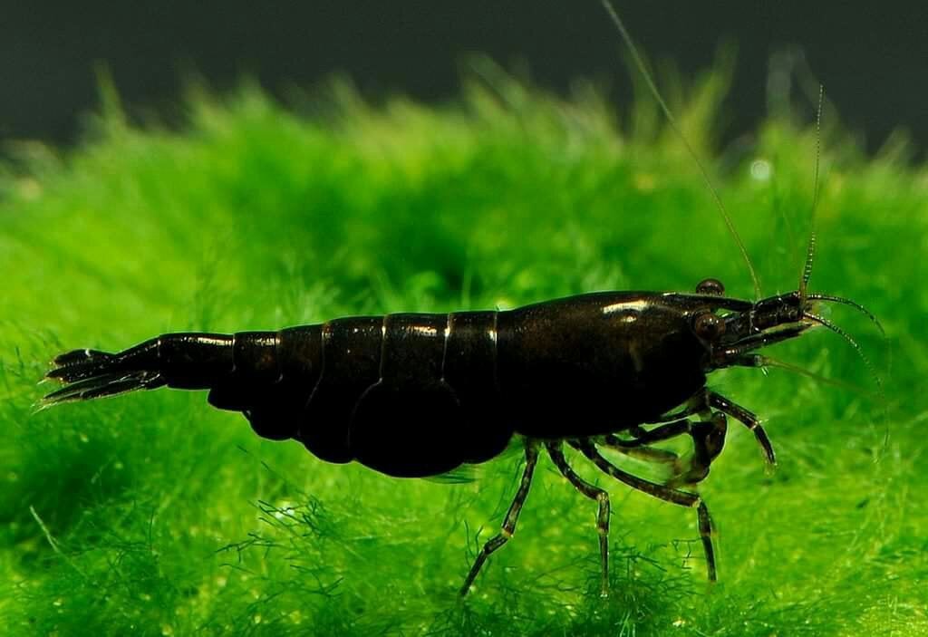 Black sukara garnalen HG, Dieren en Toebehoren, Vissen | Aquariumvissen, Kreeft, Krab of Garnaal