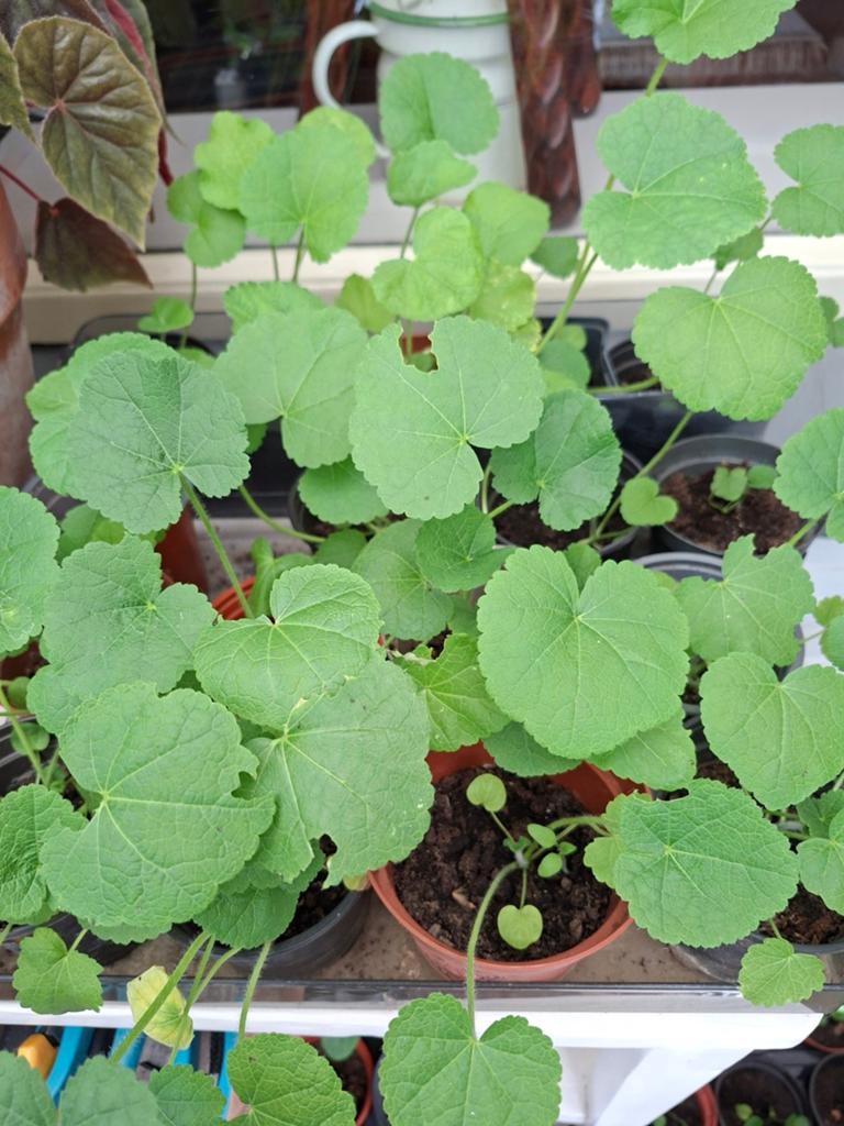 Stokroos planten, Ophalen, Overige soorten, Volle zon