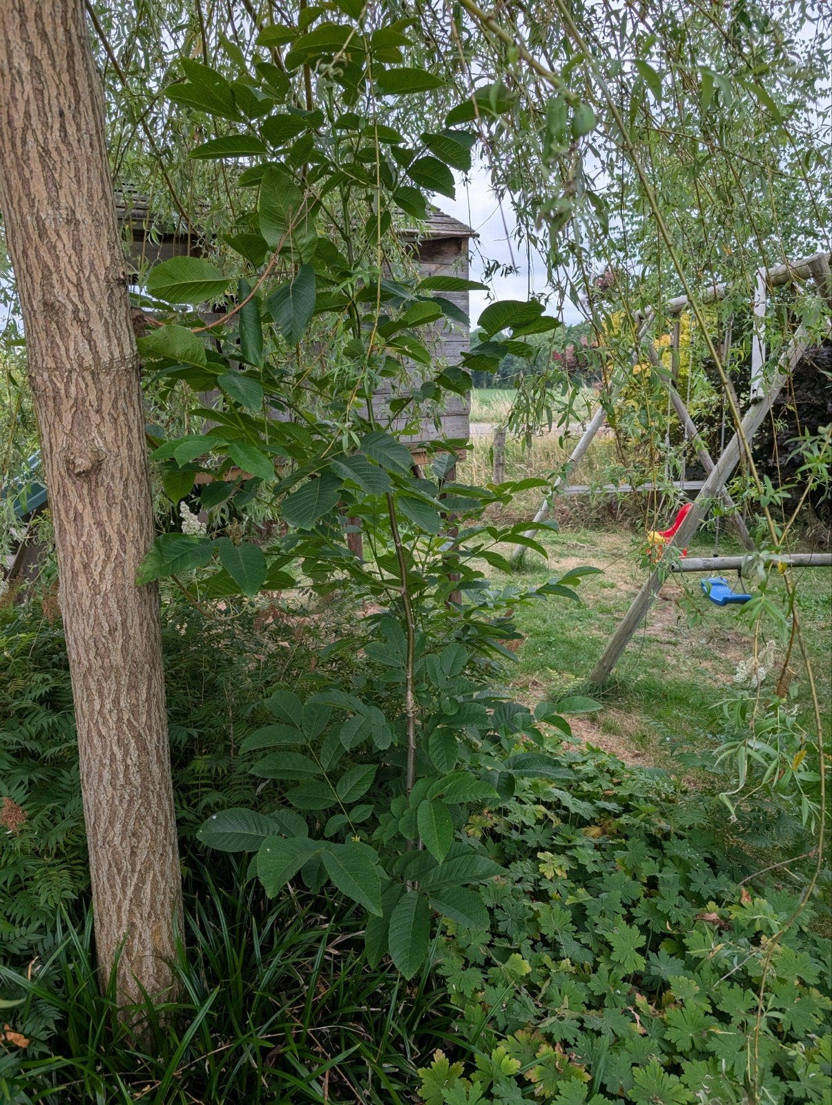 Meerdere walnotenbomen - zelf uitgraven, Tuin en Terras, Planten | Bomen, Overige soorten, Lente, 250 tot 400 cm, Ophalen