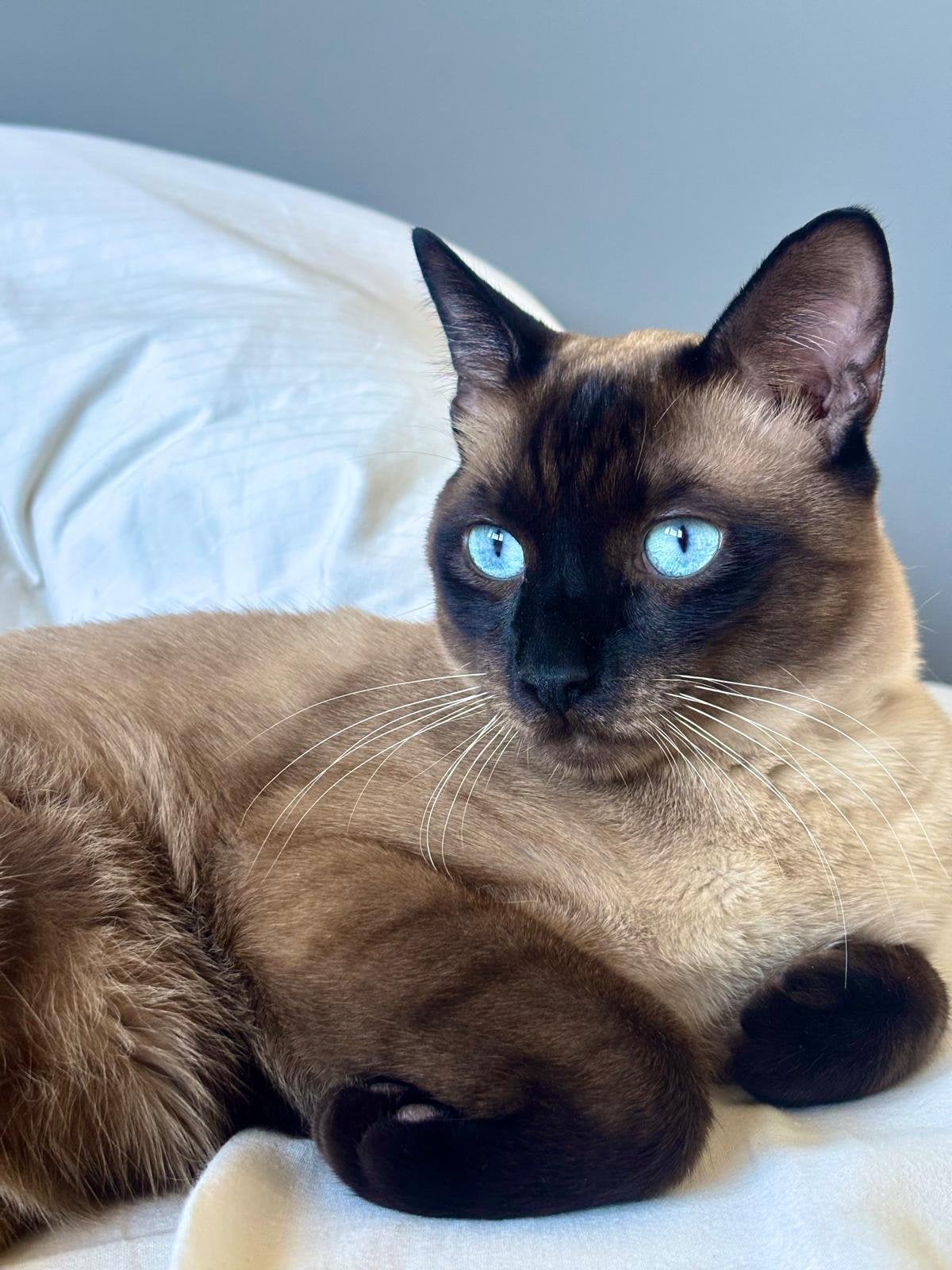 Dekkater sealpoint siamees, Kater
