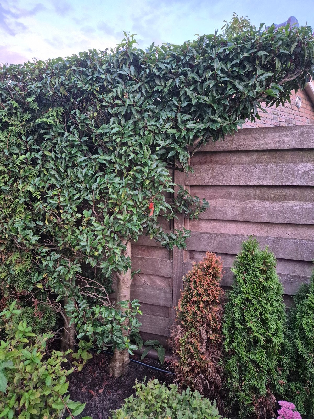 2x Portugese Laurier (Prunus Lusitanica) 210cm, Volle zon, Vaste plant, Lente, Ophalen