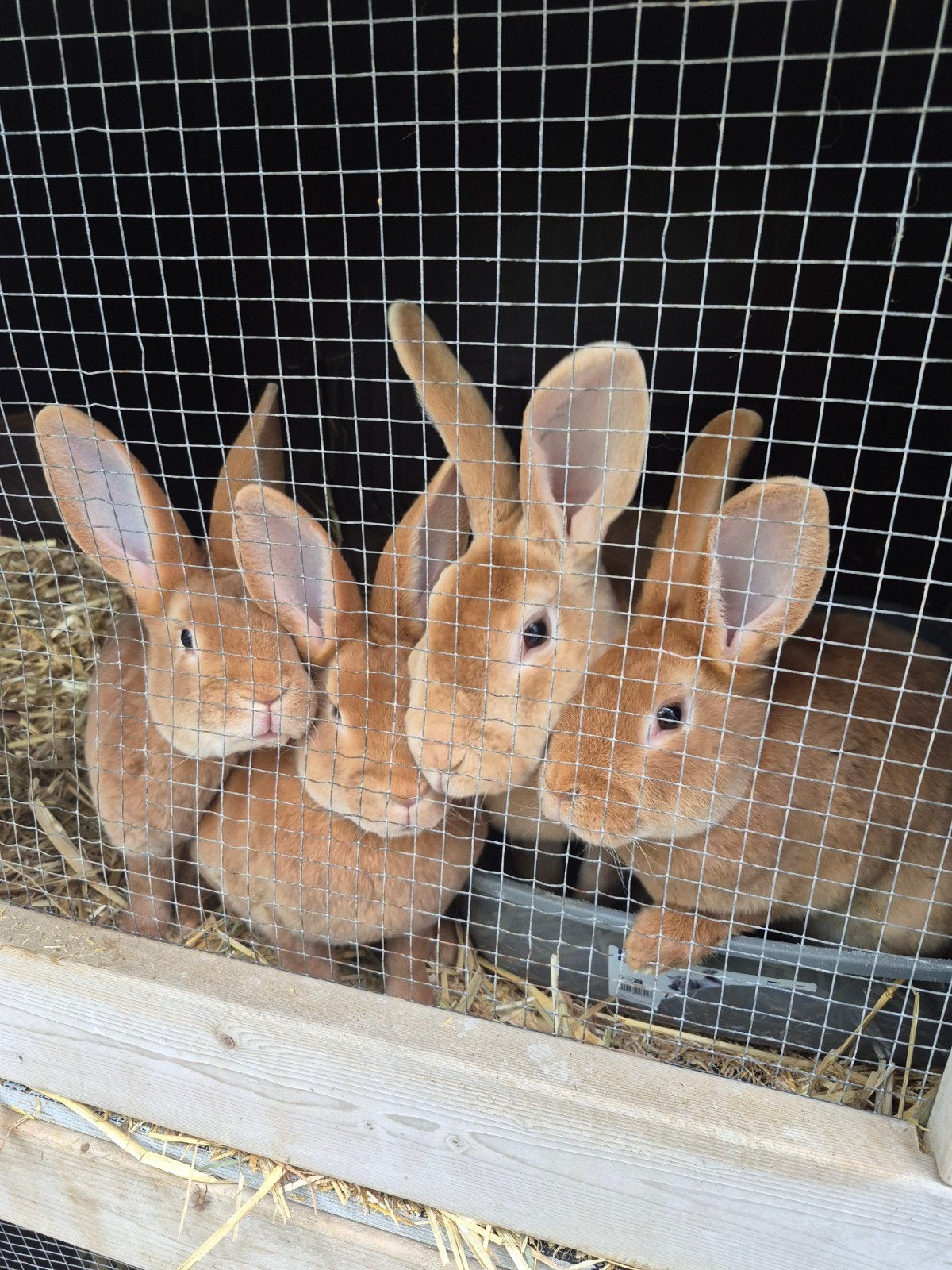 Standaard rex konijnen geel, Dieren en Toebehoren, Konijnen, Meerdere dieren, Groot