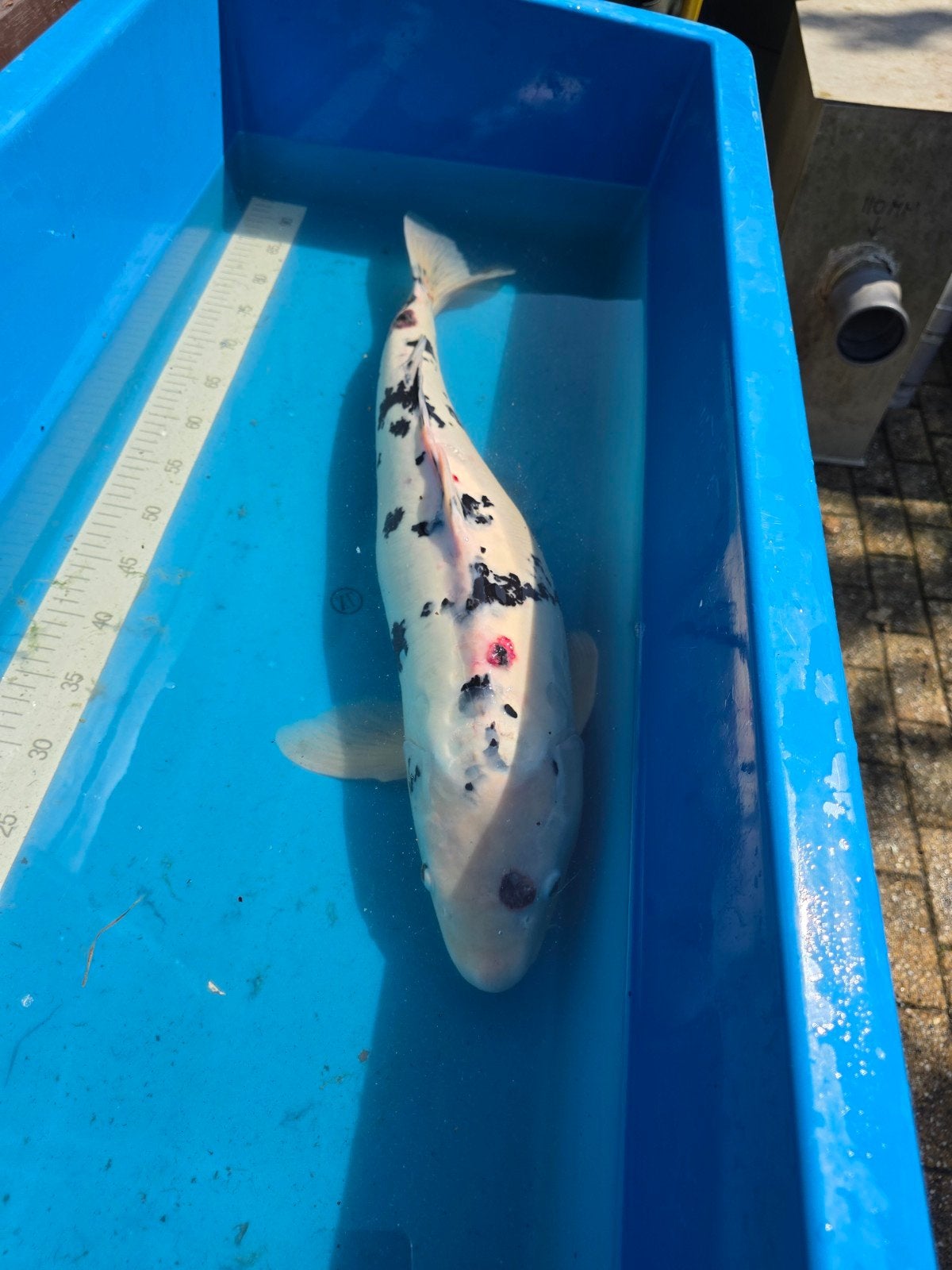 Koi ca 70 cm, Karper of Koi