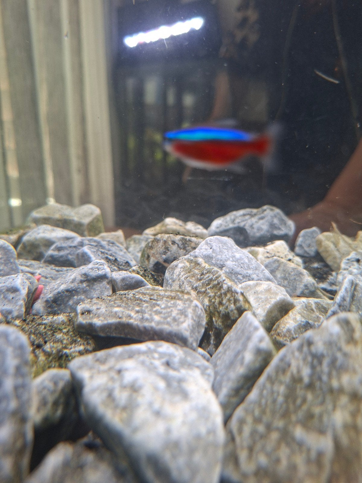5x vijfstreepbrabeel en 1 neon vissen, Vis, Zoetwatervis