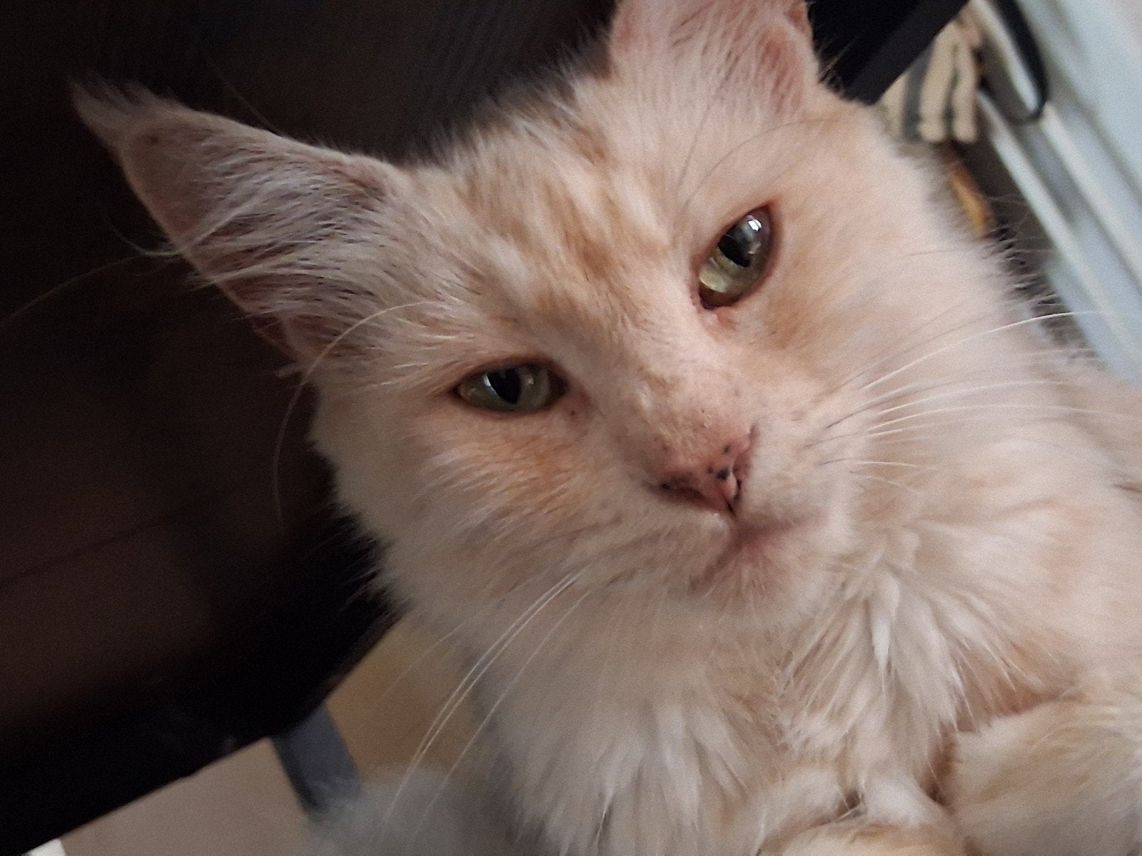 maine coon poes, Dieren en Toebehoren, Katten en Kittens | Raskatten | Langhaar, Poes, Gechipt, 6 jaar of ouder