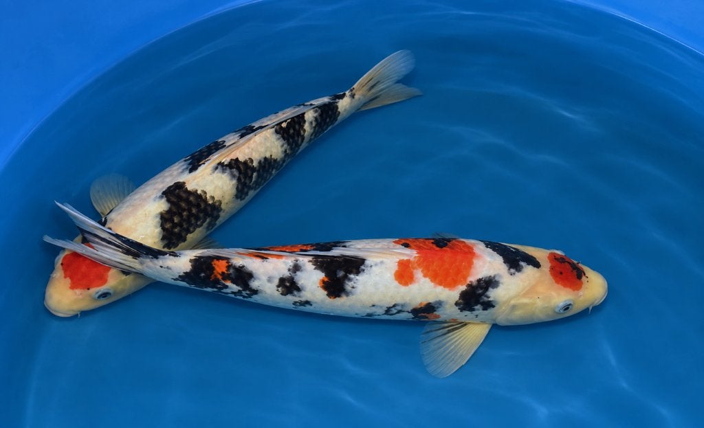Tancho Sanke Tosai 39-40 cm, Karper of Koi
