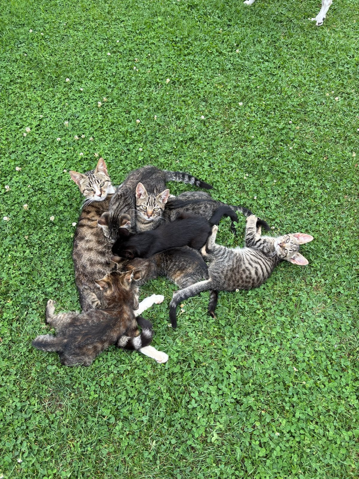 Kittens zoeken nieuw thuis🧺, Meerdere dieren
