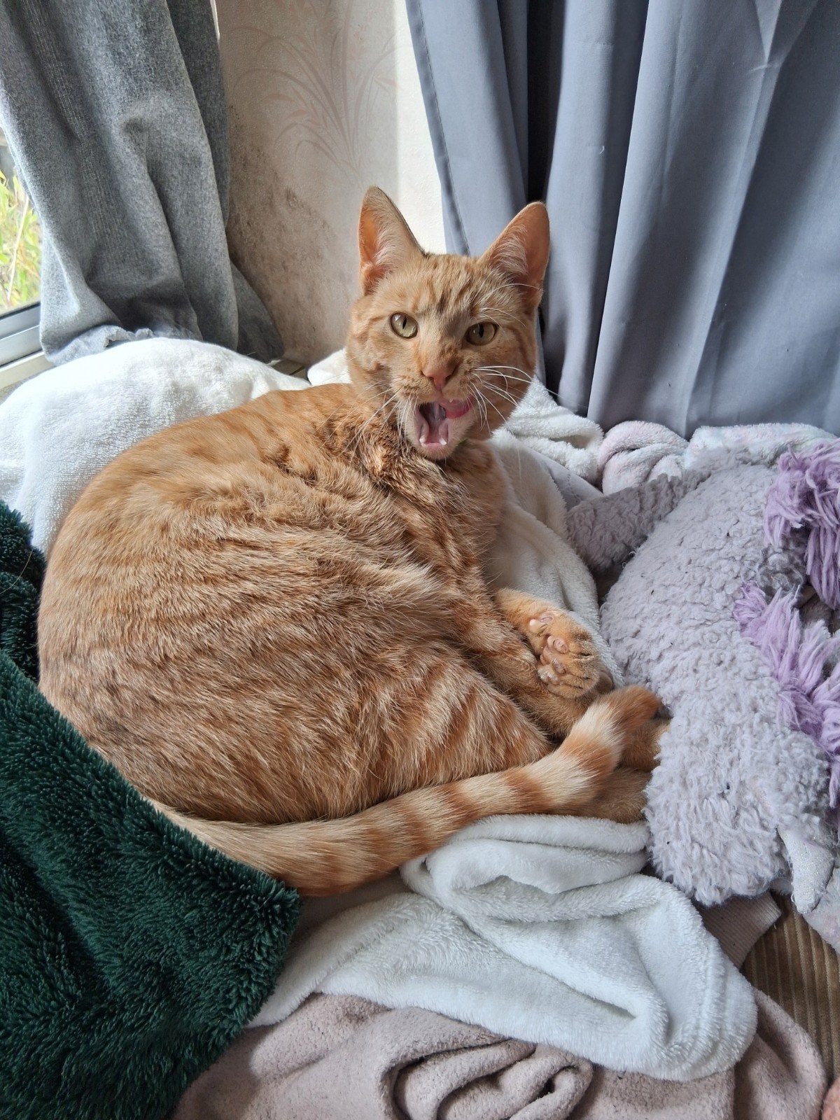 vermist help jij ons zoeken?, Dieren en Toebehoren, Kat