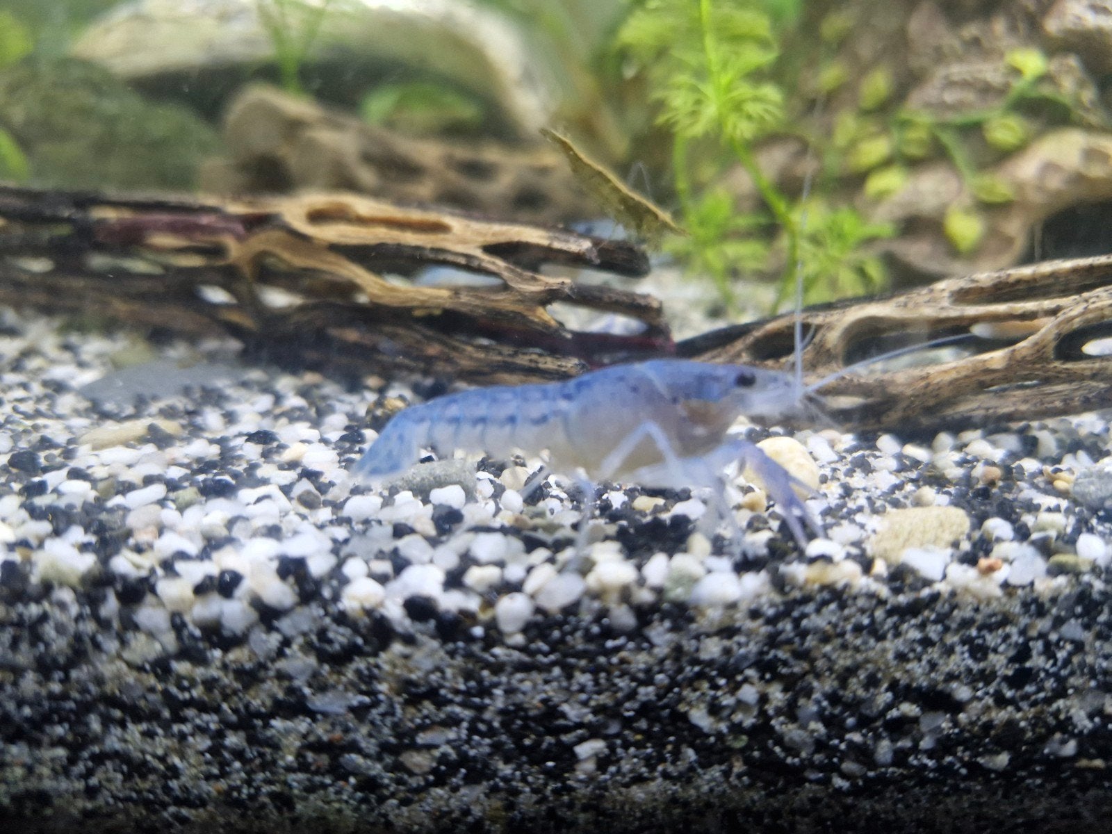 Blauwe Florida kreeften op te halen, Dieren en Toebehoren, Kreeft, Krab of Garnaal