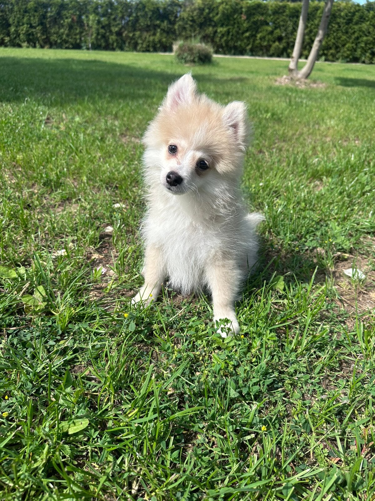 Pomeranian | pomeriaan | keeshond pups evt vakantie oppas, 8 tot 15 weken, Parvo, Meerdere dieren, Eén hond