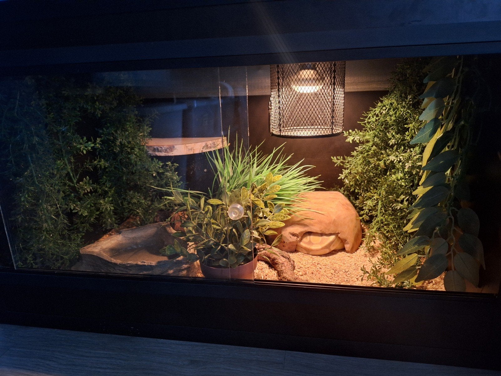 terrarium samen met 2 ballpythons, Dieren en Toebehoren, Slang, Met terrarium, 0 tot 2 jaar