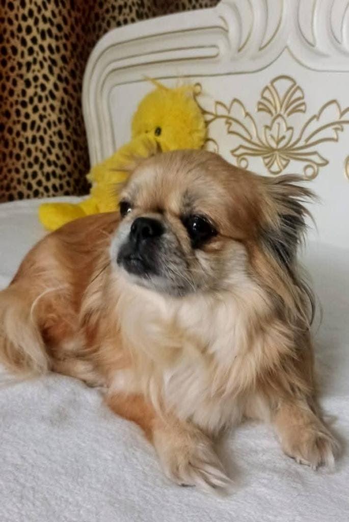 Lieve meisje zoekt huis., Dieren en Toebehoren, 6 jaar of ouder, Particulier, Buitenland, Teef