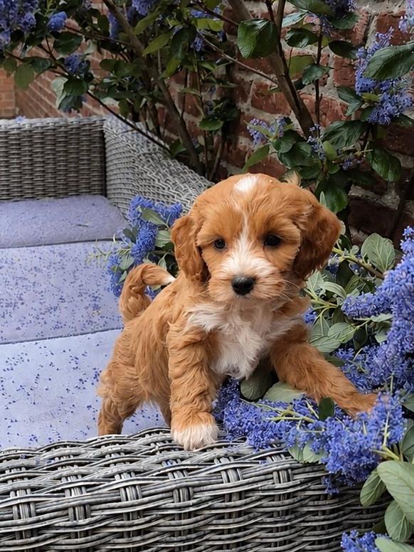 Mini cockapoo x labradoodle pups abrikoos, Dieren en Toebehoren, Overige rassen, 8 tot 15 weken, Meerdere, Meerdere dieren