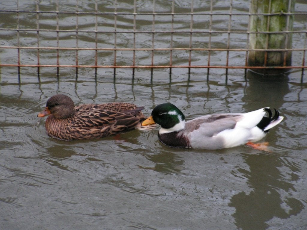 Oud-Hollandse kwaker | Gezonde siereenden | Deskundig advies, Meerdere dieren, Eend