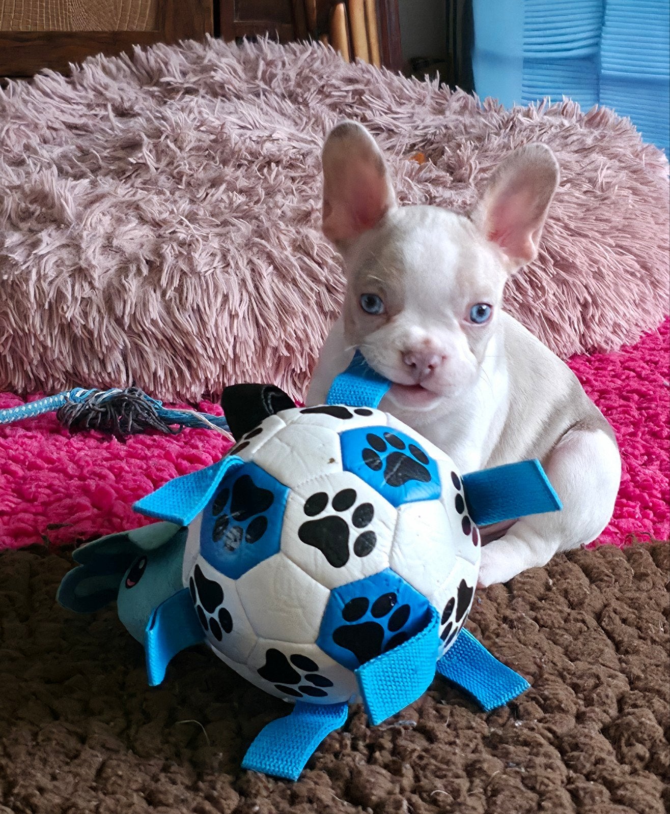 🥰 Prachtig isabella bont Franse Bulldog pup reutje 🥰, CDV (hondenziekte), 8 tot 15 weken, Bulldog, Meerdere