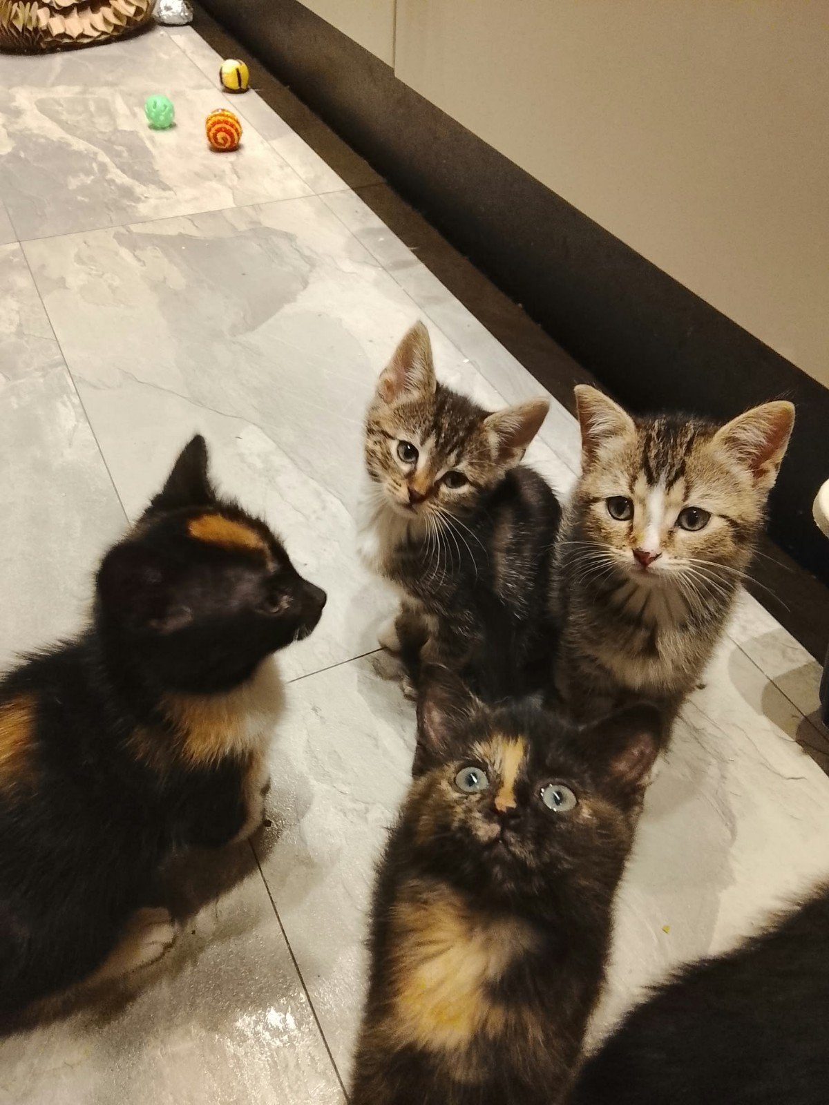 Lieve sociale Ragdoll Xing kittens, Meerdere dieren, Kortharig, 0 tot 2 jaar