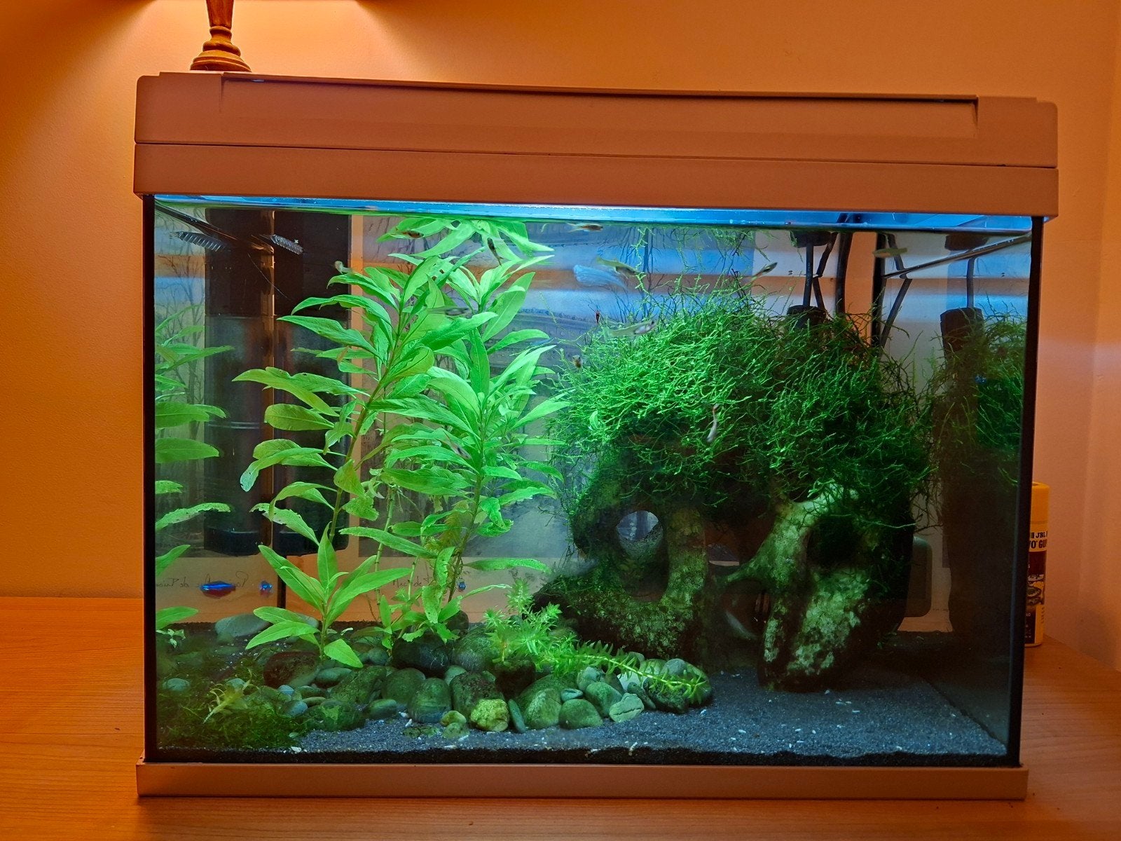 Klein aquarium, Ophalen, Pomp, Gebruikt, Gevuld zoetwateraquarium