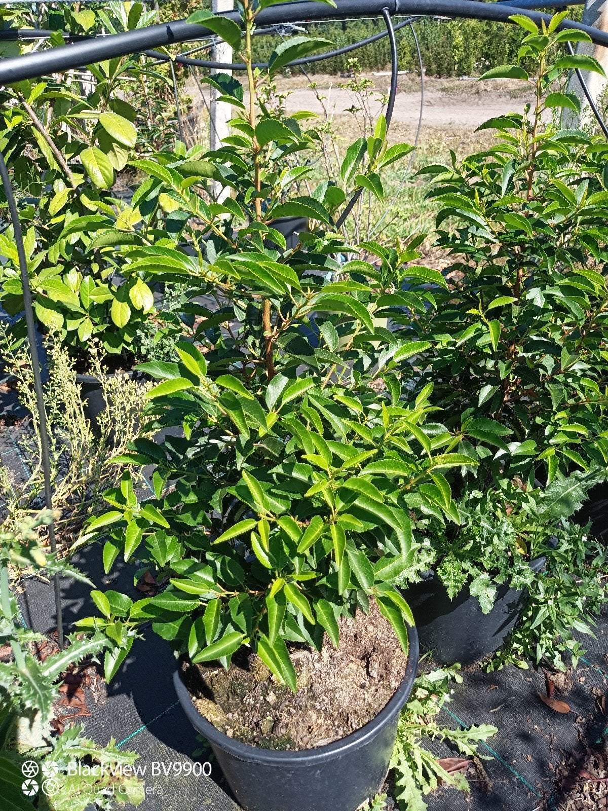 50 Portugese laurier Prunus l angustifolia 70-80cm, Tuin en Terras, Planten | Struiken en Hagen, Ophalen of Verzenden, Laurier