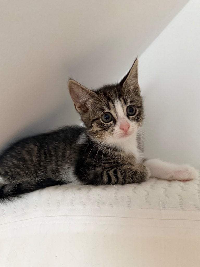 Kittens, Meerdere dieren, Kortharig, 0 tot 2 jaar