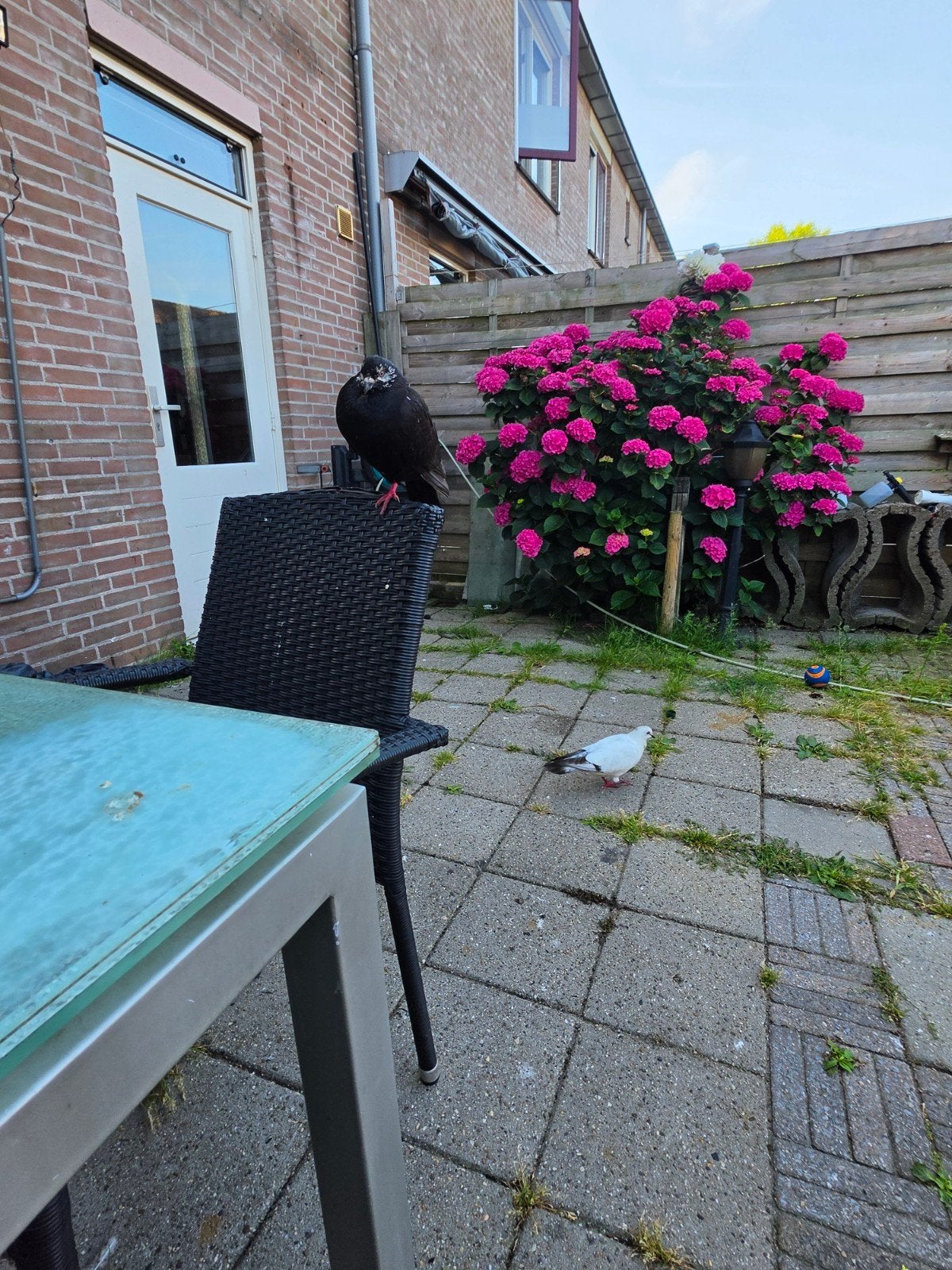 Postduiven, Dieren en Toebehoren, Vogels | Duiven, Meerdere dieren, Postduif