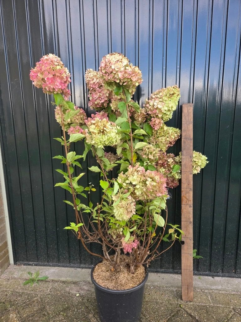 Pluimhortensia, Hydrangea Paniculata Limelight, Volle zon, Vaste plant, Zomer, Ophalen