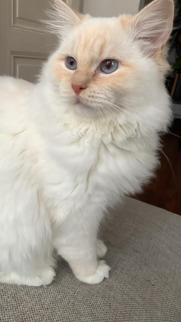Ragdoll kater 1,5 jaar, Dieren en Toebehoren, Katten en Kittens | Raskatten | Langhaar, Kater, Gechipt, Ontwormd, Ingeënt