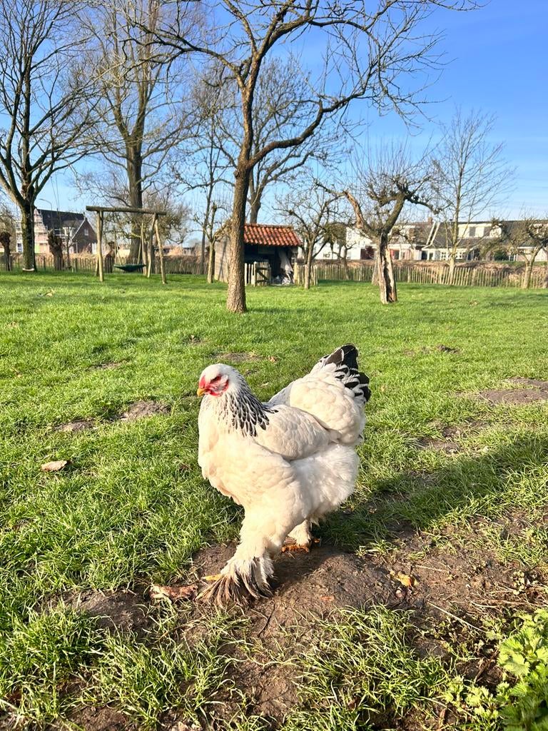 Dagelijks bevruchte eieren Brahma, Geslacht onbekend, Kip