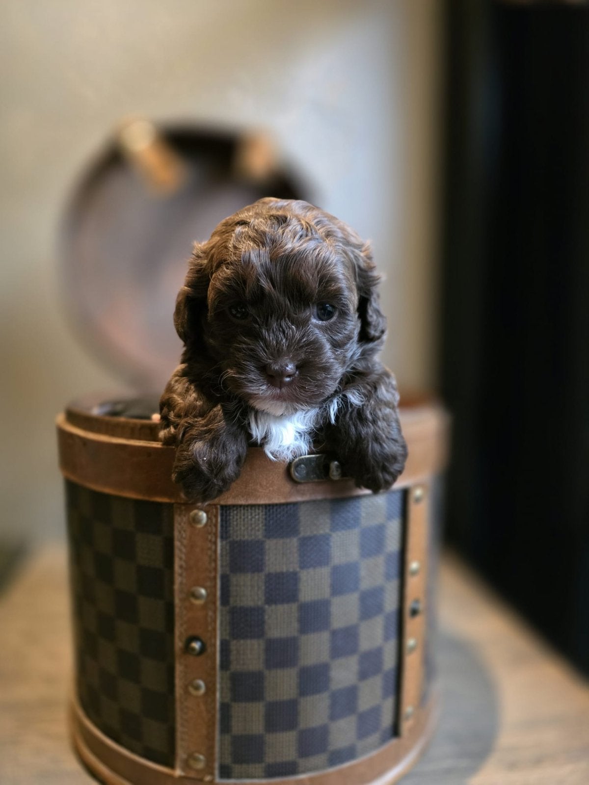 Liefdevolle puppy’s zoeken binnenkort hun gouden mandje, Dieren en Toebehoren, Overige rassen, 8 tot 15 weken, Parvo, Meerdere
