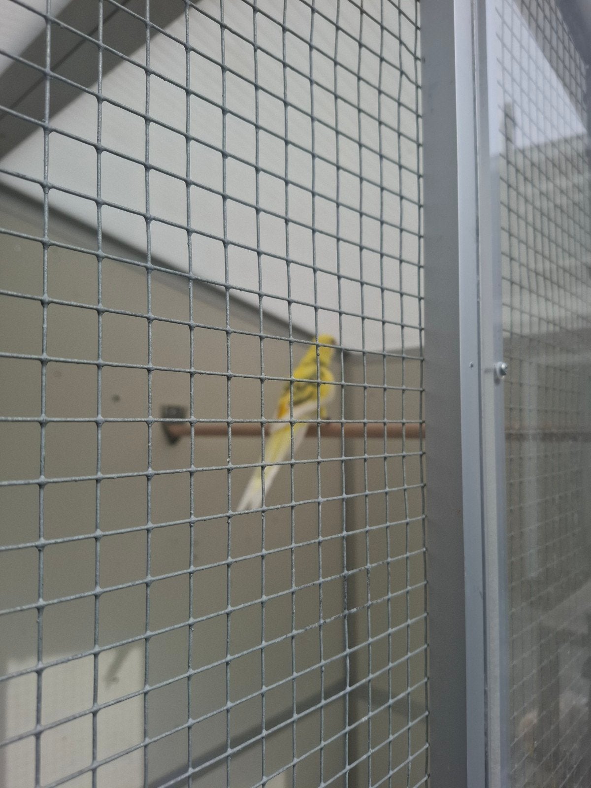 mooi koppel bewezen bonte strogele rosella's, Dieren en Toebehoren, Meerdere dieren, Parkiet, Geringd