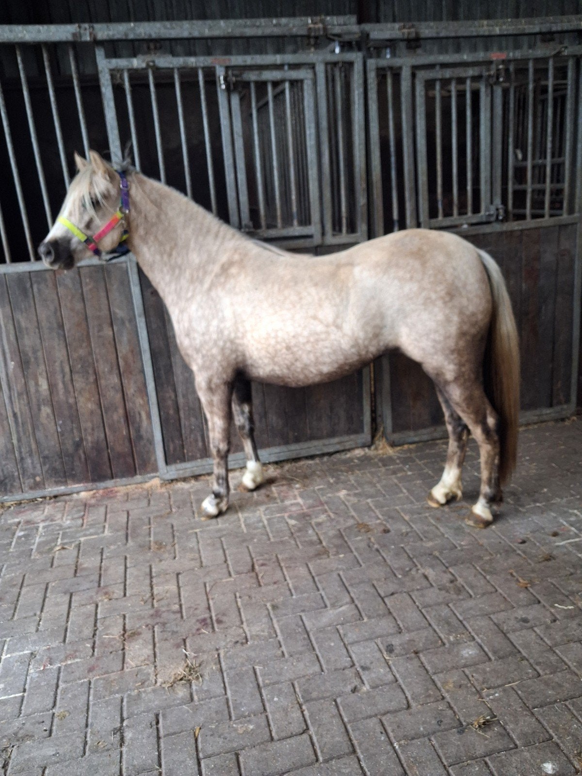 Palomino Welsh B merrie 2,5 jaar, Dieren en Toebehoren, Merrie, C pony (1.27m tot 1.37m), Met stamboom, 0 tot 2 jaar