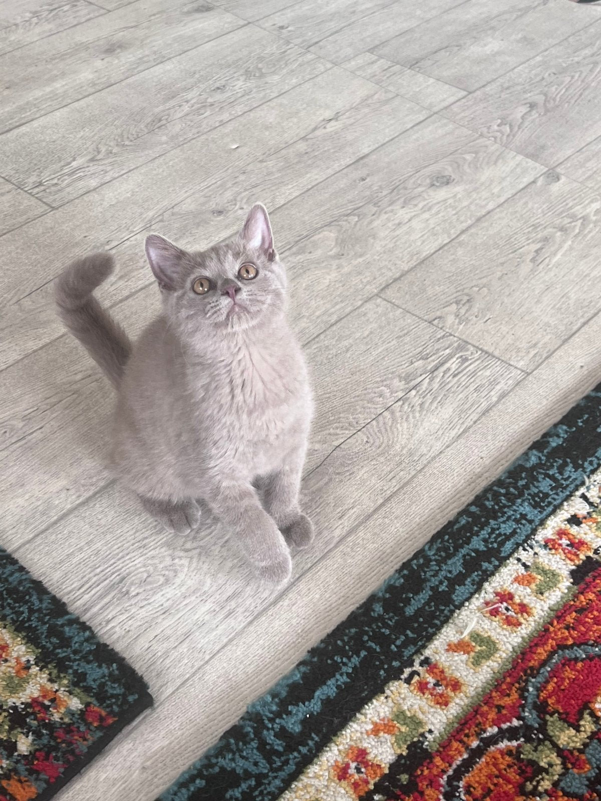 Britse korthaar katertje, Dieren en Toebehoren, Katten en Kittens | Raskatten | Korthaar, Kater, Ontwormd, 0 tot 2 jaar