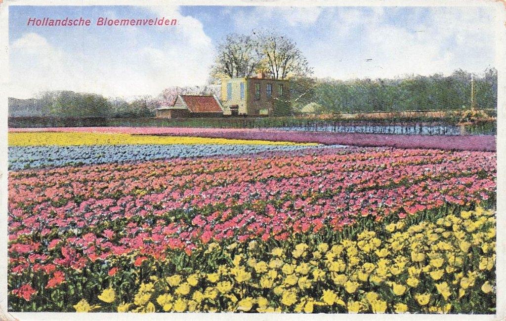 703-450-045 Hollandsche Bloemenvelden, Verzenden, Voor 1920, Noord-Holland