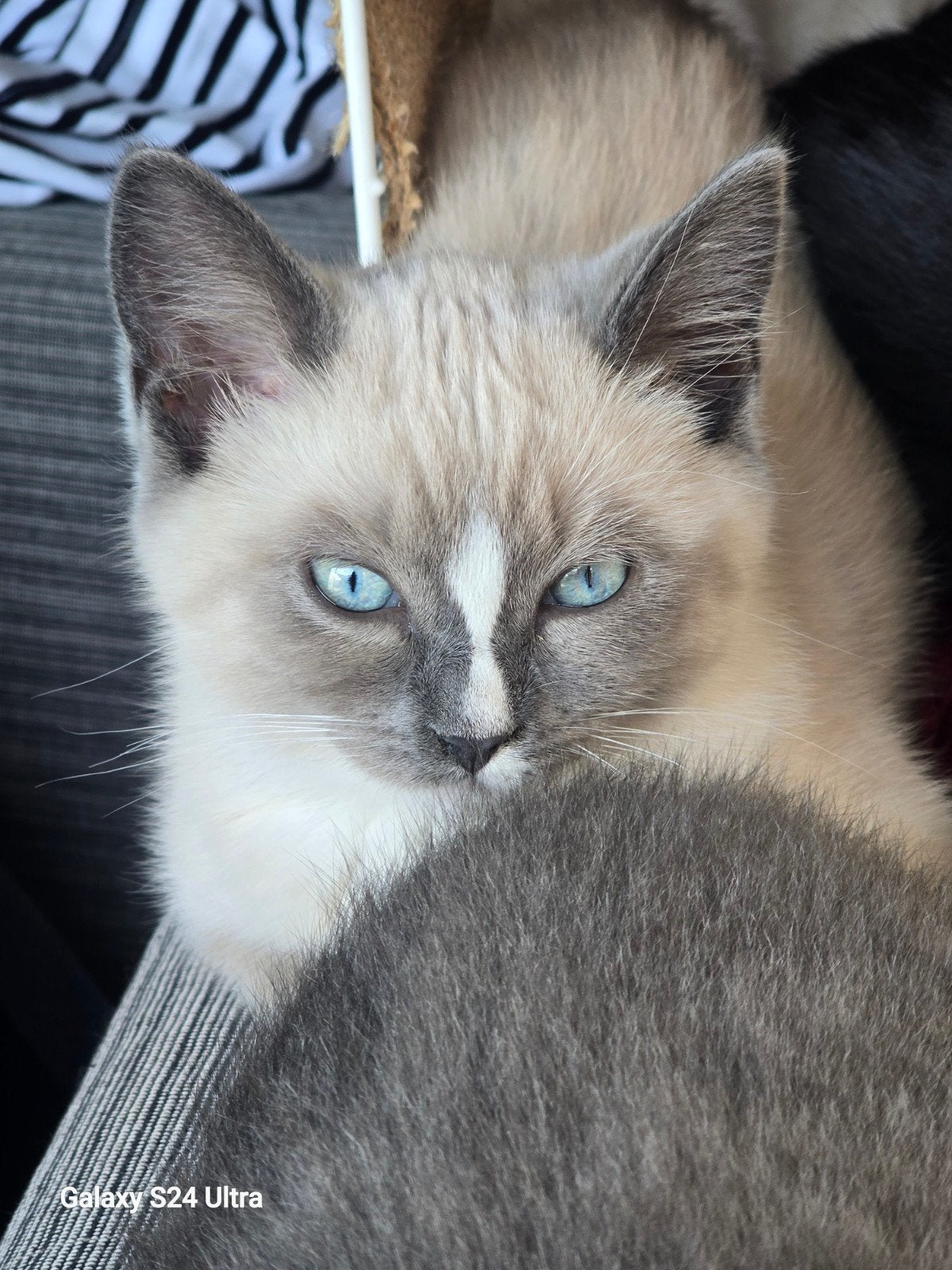 Katten, Dieren en Toebehoren, Meerdere dieren, Ontwormd, 0 tot 2 jaar