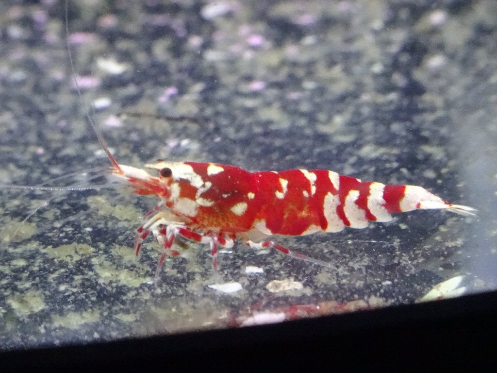 koopje , high class super garnalen 22 st. voor 55 euro, Dieren en Toebehoren, Kreeft, Krab of Garnaal, Zoetwatervis, Schoolvis