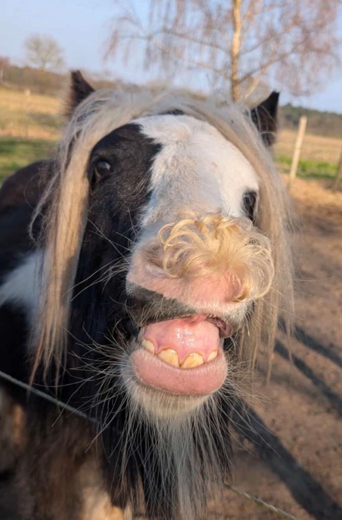 Lieve tinker, Dieren en Toebehoren, Ruin, 0 tot 2 jaar