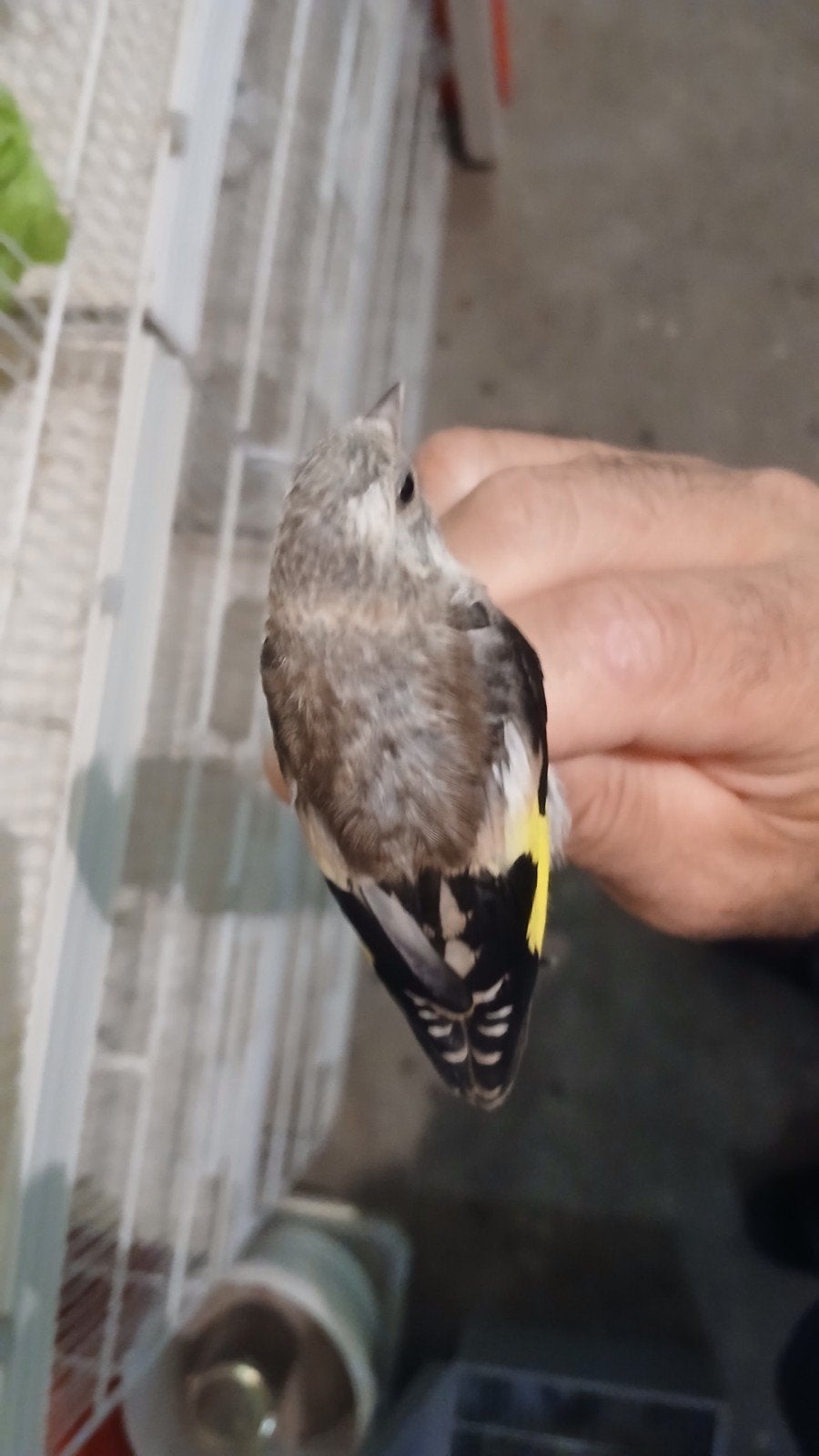 Een-Koppel Echt  kleine  parva  putter Zuiver van 2026.DZ, Dieren en Toebehoren, Meerdere dieren, Wildzangvogel, Geringd