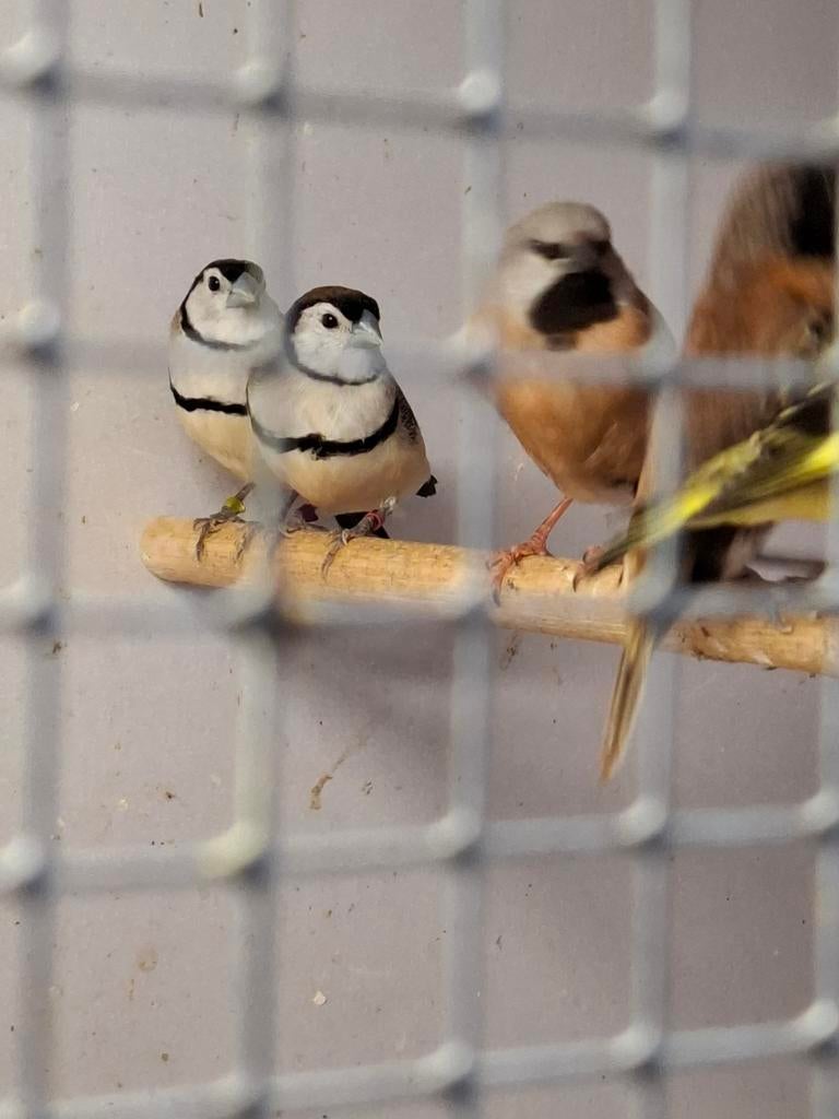 Koppel bichenow astrildes, Dieren en Toebehoren, Meerdere dieren