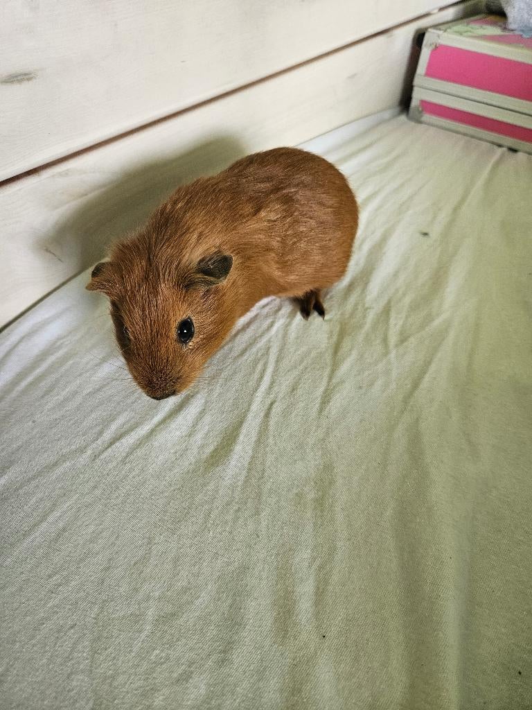 Cavia, Dieren en Toebehoren, Knaagdieren, Mannelijk, Tam, Maart, Cavia