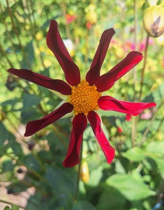 Dahlia zaden, Tuin en Terras, Bloembollen en Zaden, Ophalen of Verzenden, Volle zon