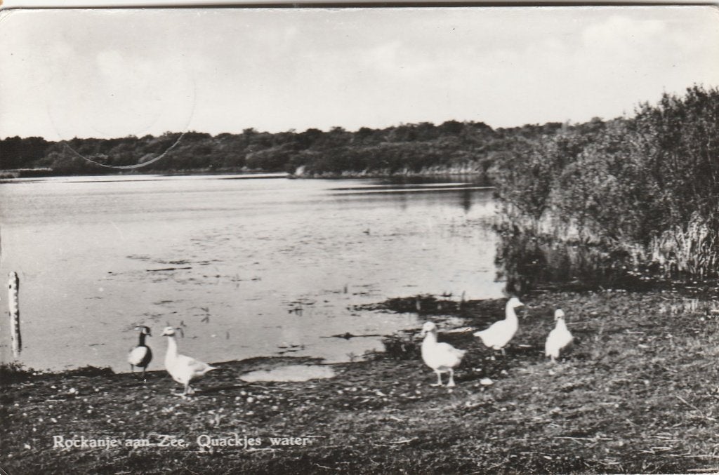 rockanje- quackjes water, Ophalen of Verzenden