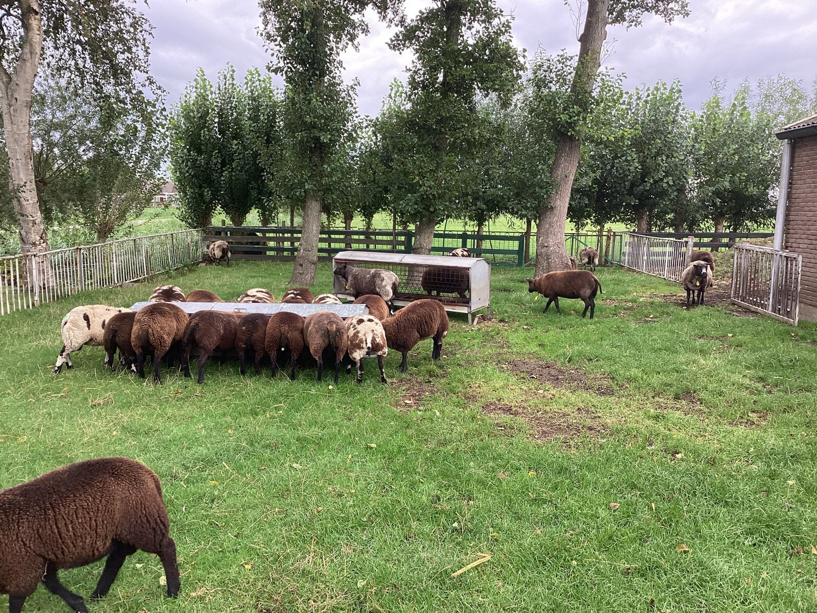 Dieren. Bont, Dieren en Toebehoren, Schapen, Geiten en Varkens